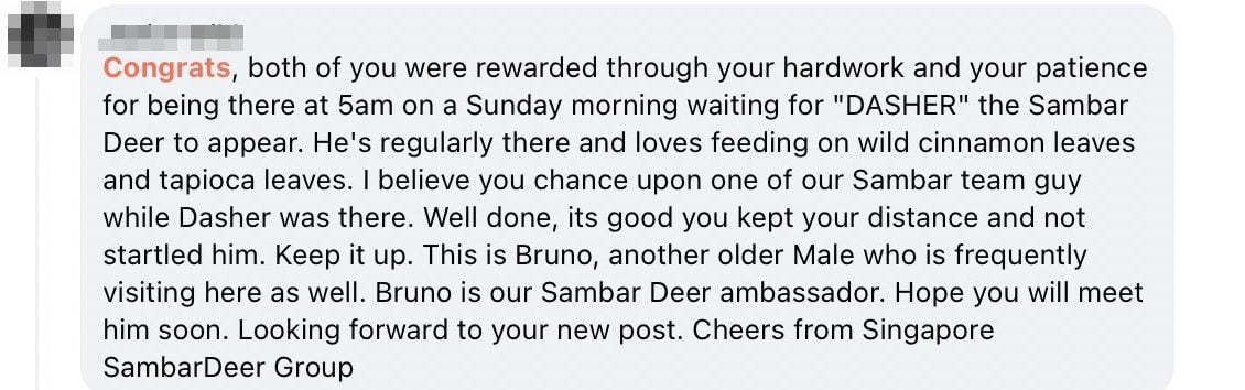 sambar deer