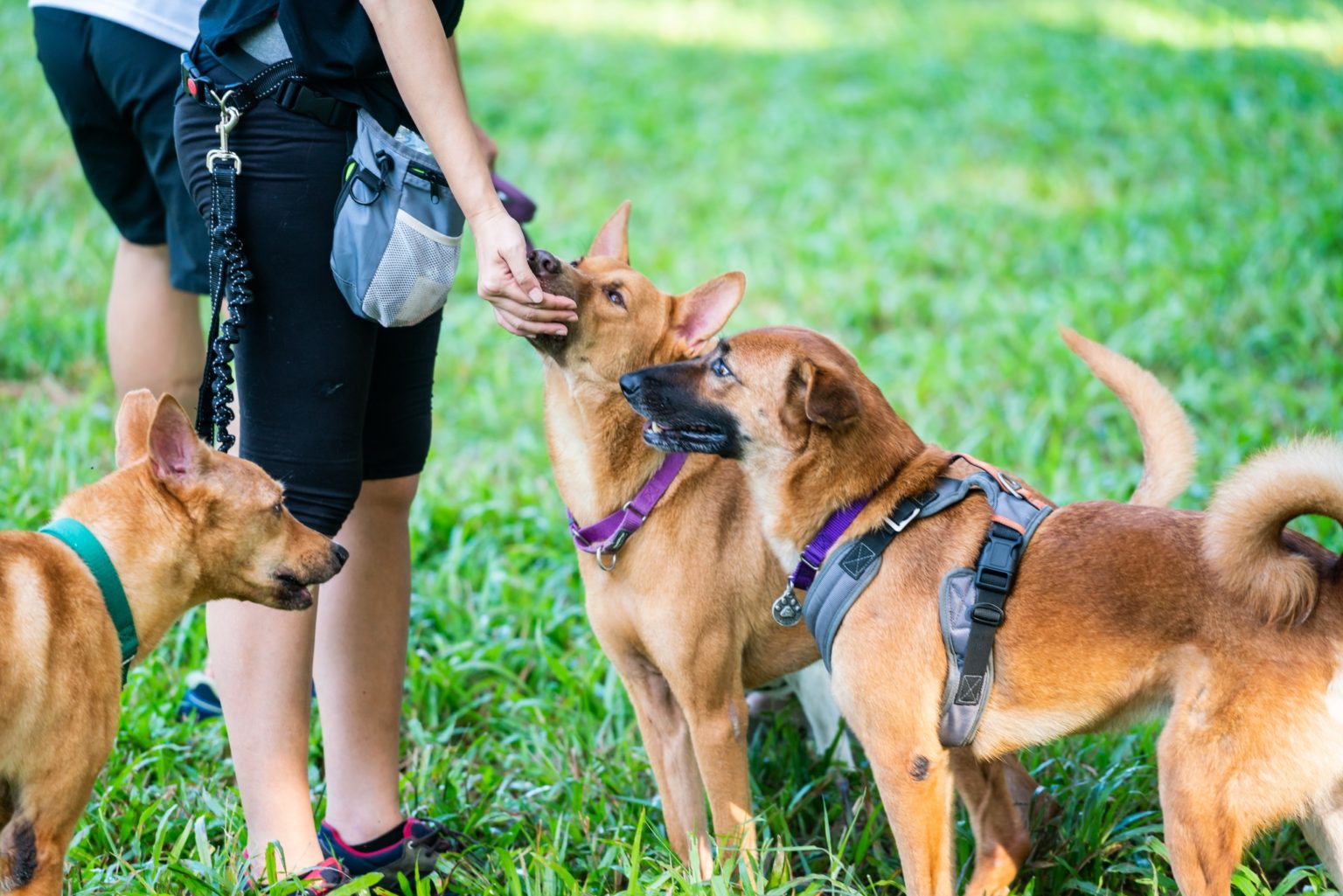 HDB Homeowners Can Now Adopt MixedBreed & K9 Sniffer Dogs, But Must Undergo Training
