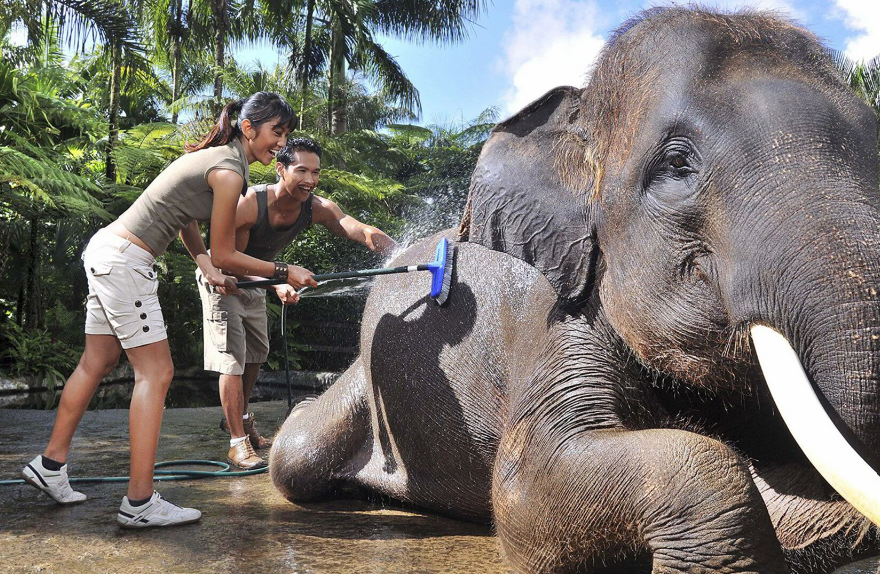 elephant bathing bali