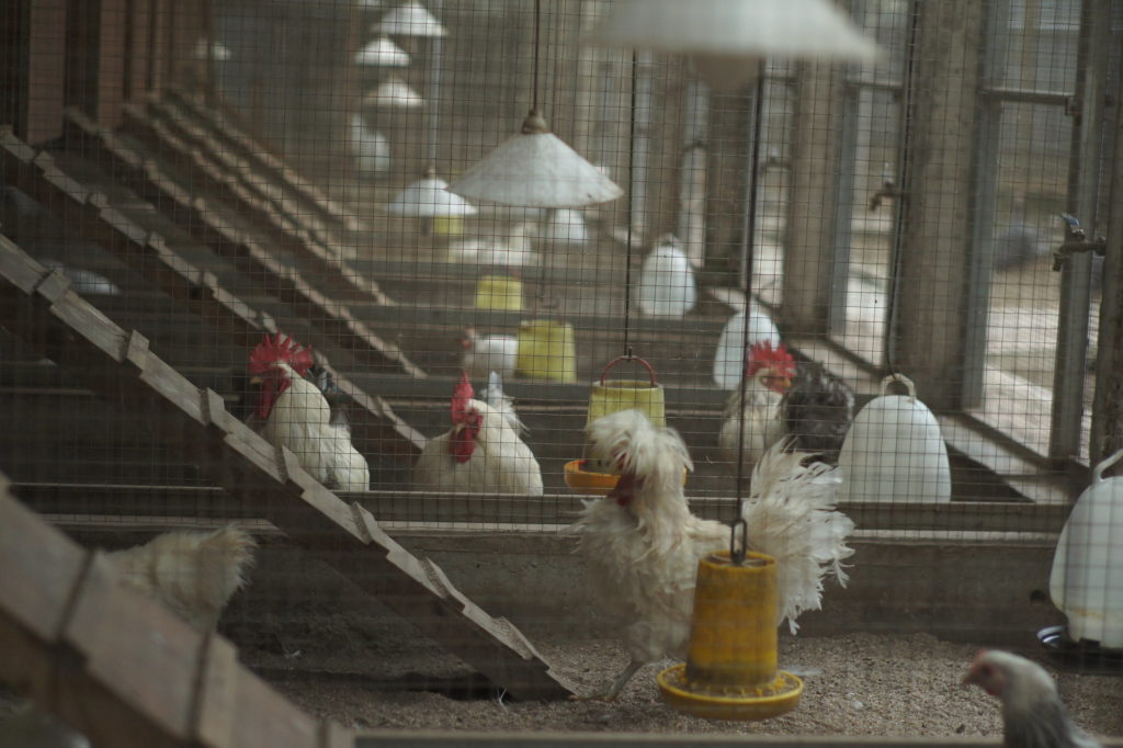 M’sia Confident Chicken Shortage Issue Will Be Fixed In Time For Hari