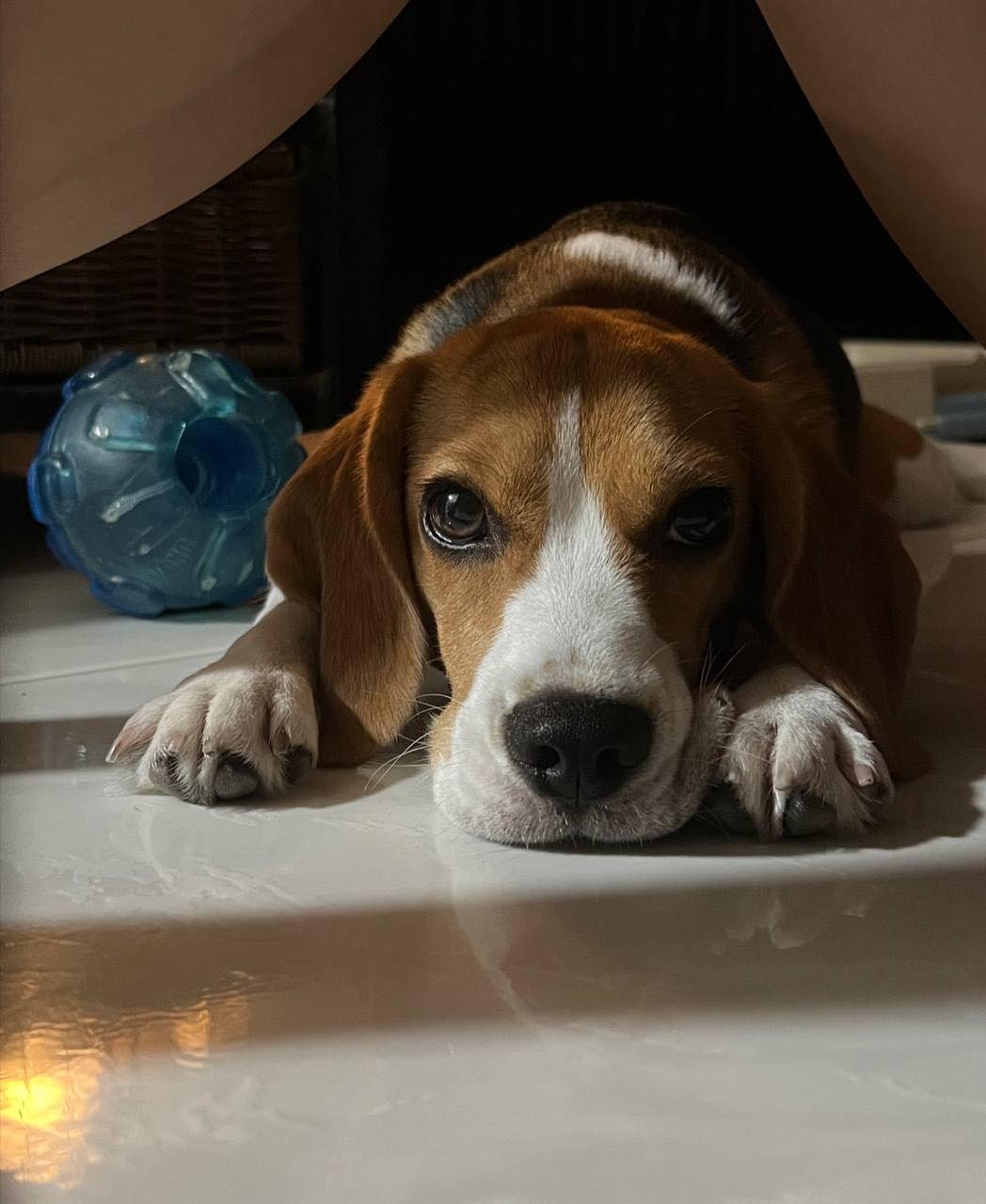 lost beagle sentosa