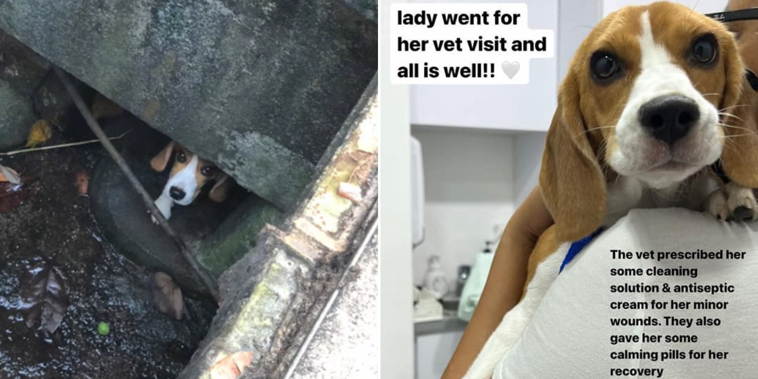 Lost Beagle In Sentosa Found After 2 Days, Kind Rescuers Lured Her Out With Treats