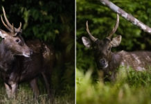 Sambar Deer Photographed At Central Catchment Area, Rare Sighting Excites Nature Lovers