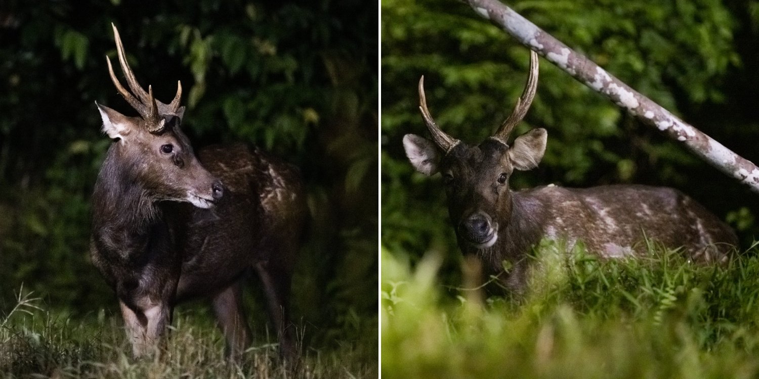 Sambar Deer Photographed At Central Catchment Area, Rare Sighting Excites Nature Lovers