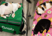 Woodlands Community Cat That Slept On GrabFood Bag Has New Mattress, Shares It With Friend