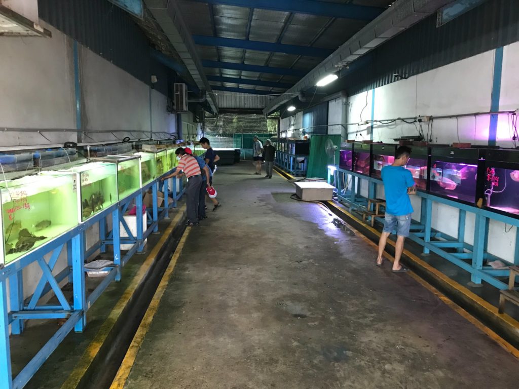 Pasir Ris Aquarium Farm Closes Down After 30 Years, Now Selling Fish At