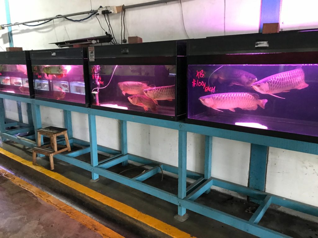 Pasir Ris Aquarium Farm Closes Down After 30 Years, Now Selling Fish At