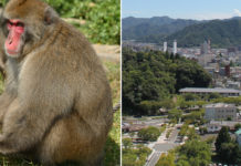 Gang Of Monkeys Terrorises & Injures Over 50 In Japan, Authorities Tracking Them Down
