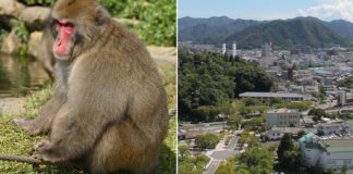 Gang Of Monkeys Terrorises & Injures Over 50 In Japan, Authorities Tracking Them Down