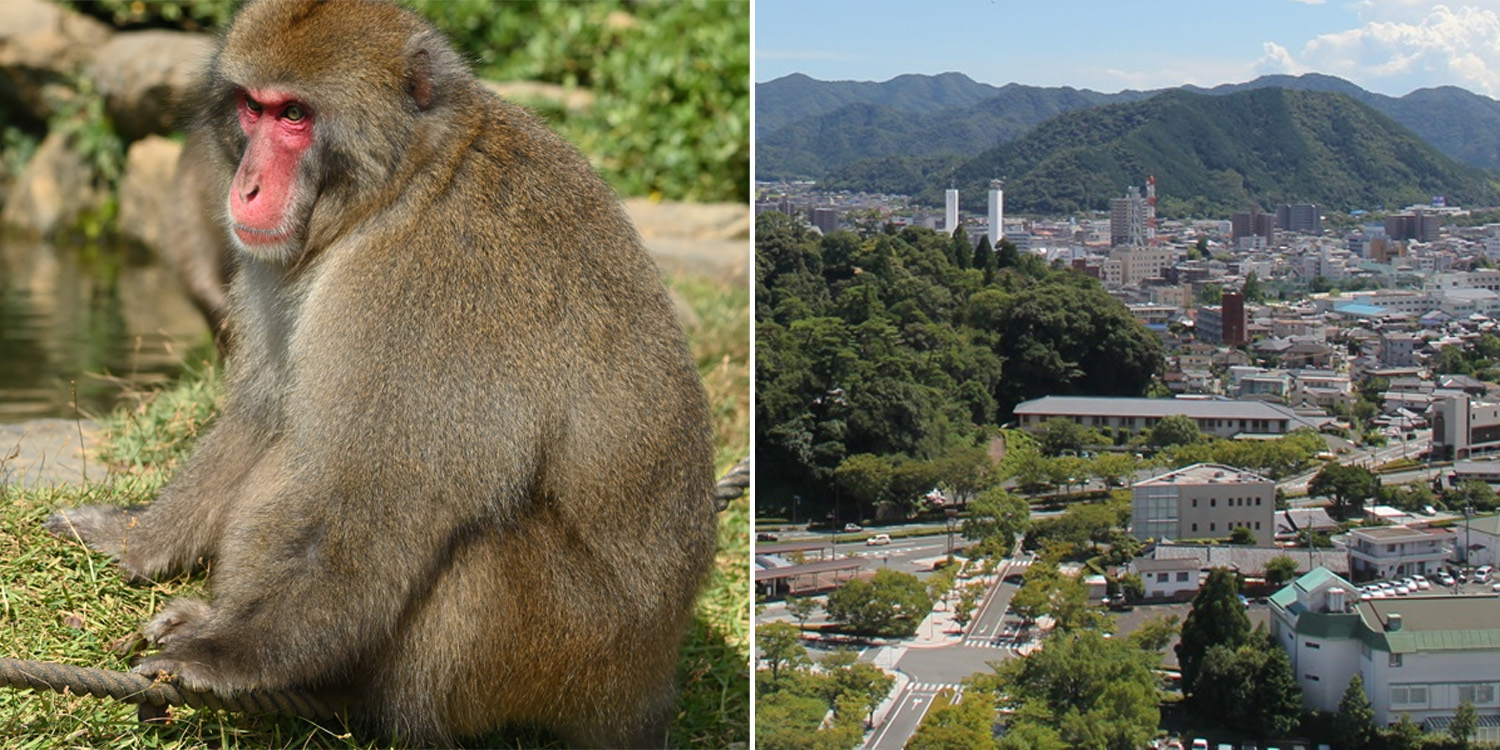 Gang Of Monkeys Terrorises & Injures Over 50 In Japan, Authorities Tracking Them Down