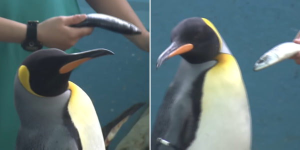 Penguins In Japanese Aquarium Refuse To Eat Cheaper Fish, Reminds Us Of Our Picky Friends