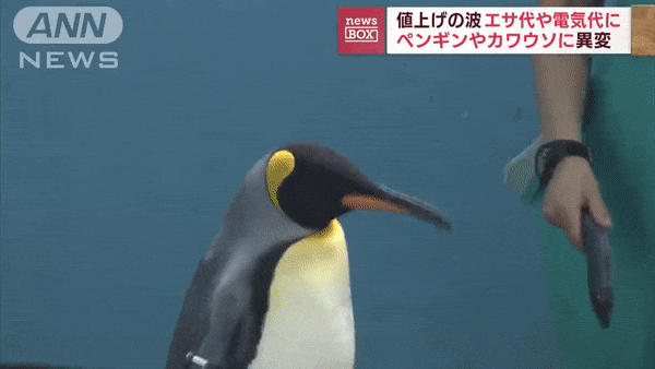 picky penguins
