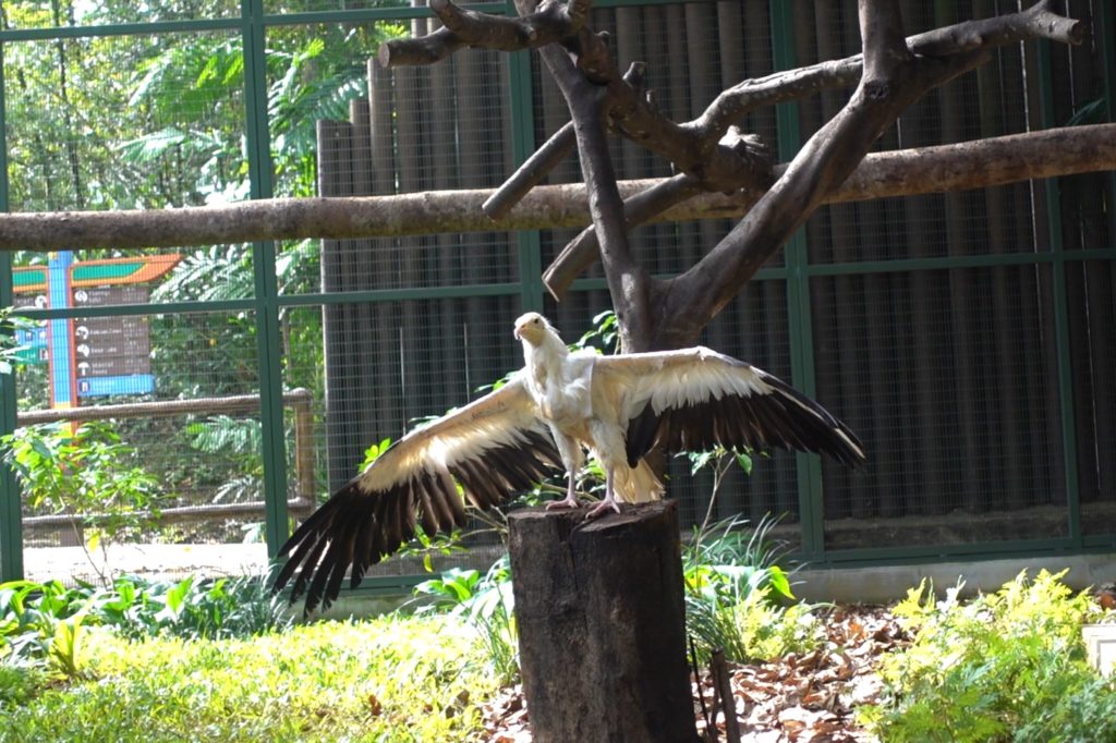 jurong bird vulture