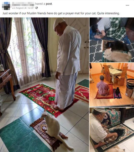 S'pore Pet Cats Get Their Own Mini Prayer Mats, But Some Still Prefer