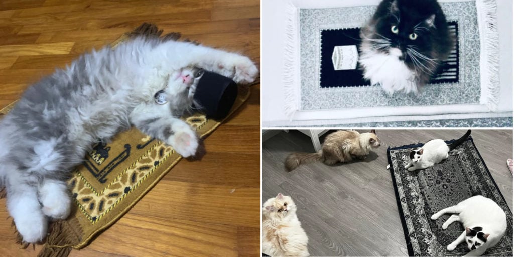 S'pore Pet Cats Get Their Own Mini Prayer Mats, But Some Still Prefer Their Owners'