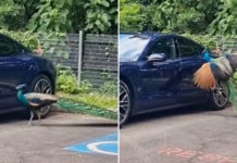 Sentosa Peacock Fights Its Reflection In Shiny Porsche, Drivers Warned To Park At Own Risk