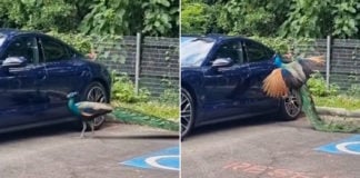 Sentosa Peacock Fights Its Reflection In Shiny Porsche, Drivers Warned To Park At Own Risk