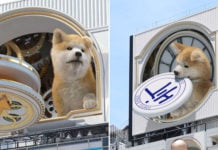 Shibuya Has 3D Billboard With Giant Pup, Looks Like Hachiko Playing Frisbee