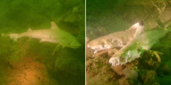8 Dead Sharks Found In Waters Off Pulau Hantu With Damaged Gills & Stab Wounds