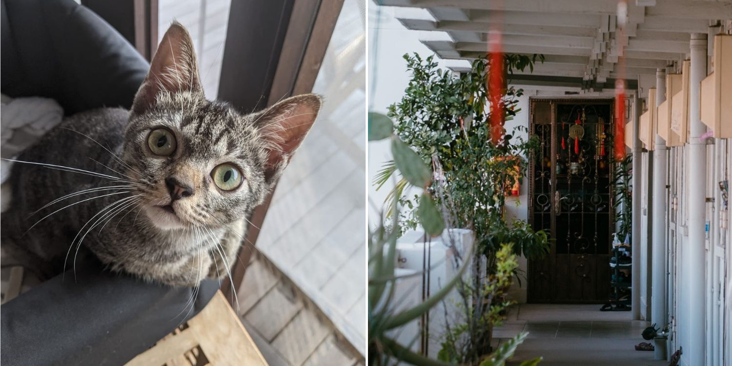 Govt Considering Allowing Cats In HDB flats, Gathering Public Feedback Via Online Survey