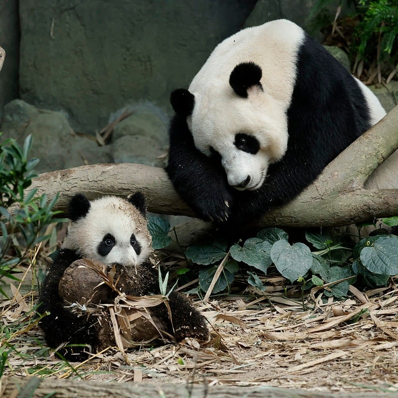 pandas staying five years