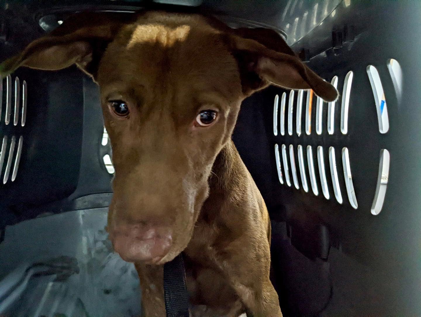 rescued dog Kopi