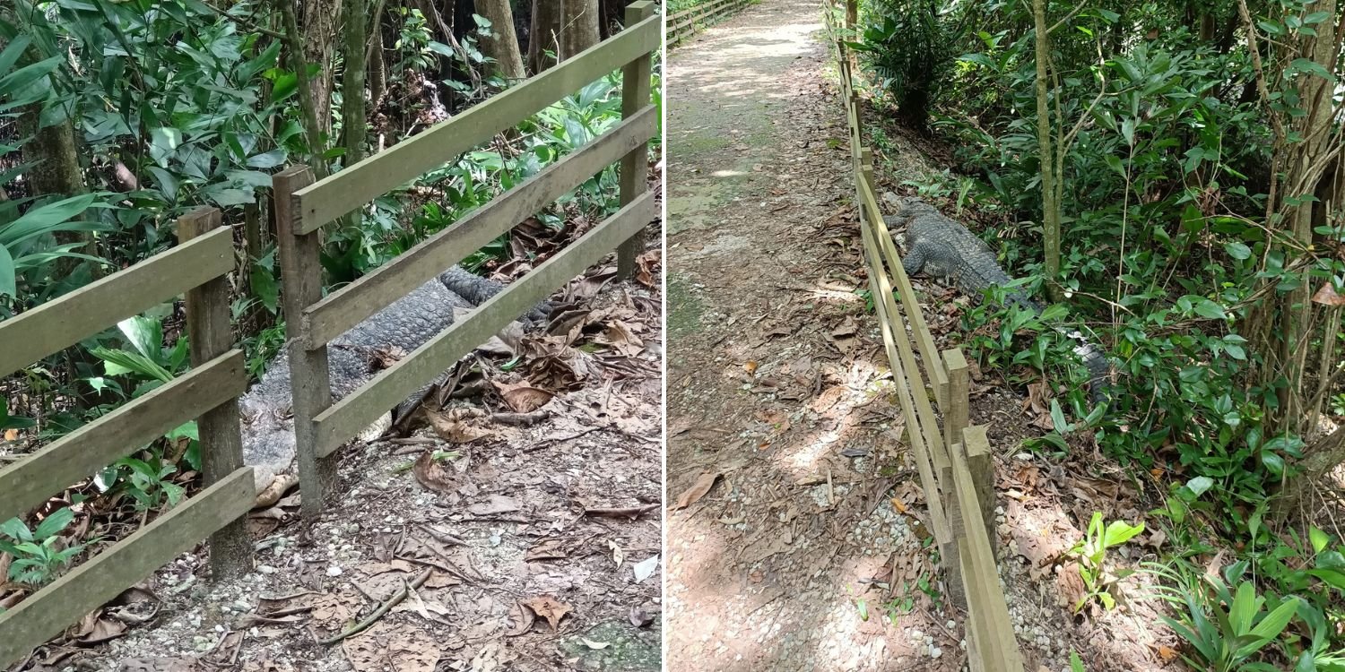 Crocodile Lurks Behind Fence Along Sungei Buloh Walking Trail, Catches Hiker By Surprise
