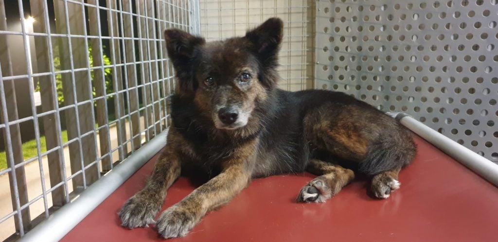Rescued Dog Missing For Over 100 Days After Dashing Out Of Woodlands ...
