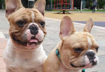 S’pore Trainer Loses Appeal Against Disqualification Order For Death Of 2 Dogs Left In Car