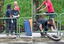 Huge Python Spotted Along Footpath At Ulu Pandan, Rescued By ACRES