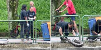 Huge Python Spotted Along Footpath At Ulu Pandan, Rescued By ACRES