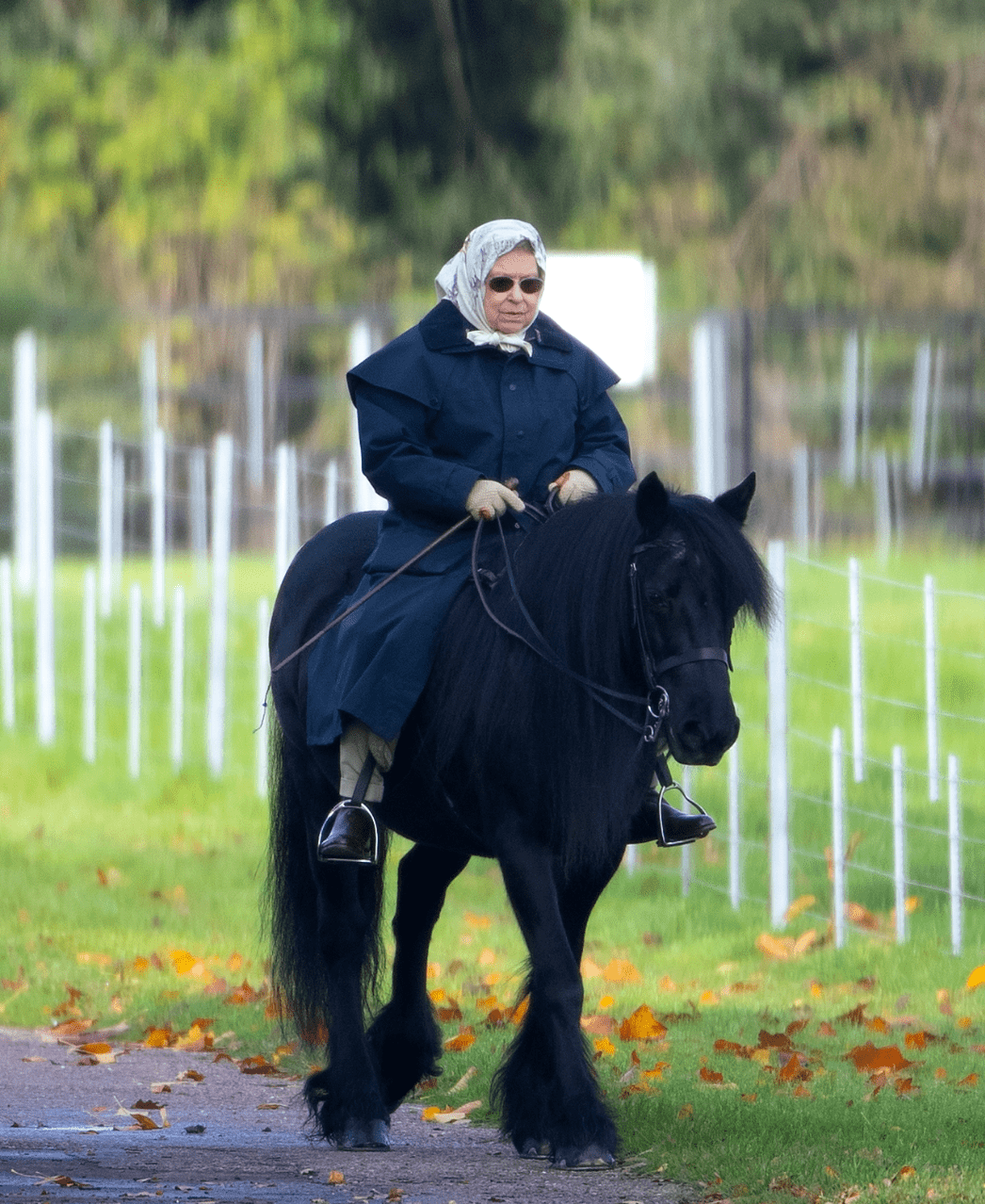 Queen elizabeth corgis pony