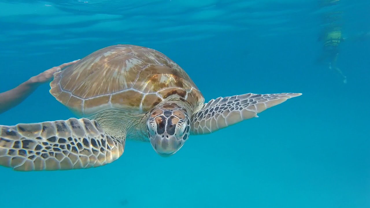 sea-turtle-bitten-2.jpg