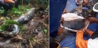 Indonesia Woman Goes Missing After Work, Found To Be Swallowed Whole By 7-Metre Python