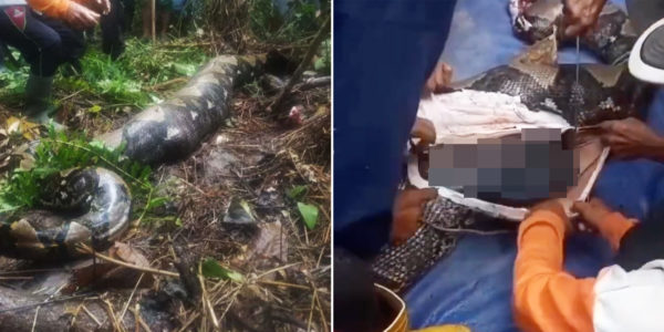Indonesia Woman Goes Missing After Work, Found To Be Swallowed Whole By 7-Metre Python