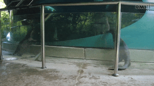 otters aquarium