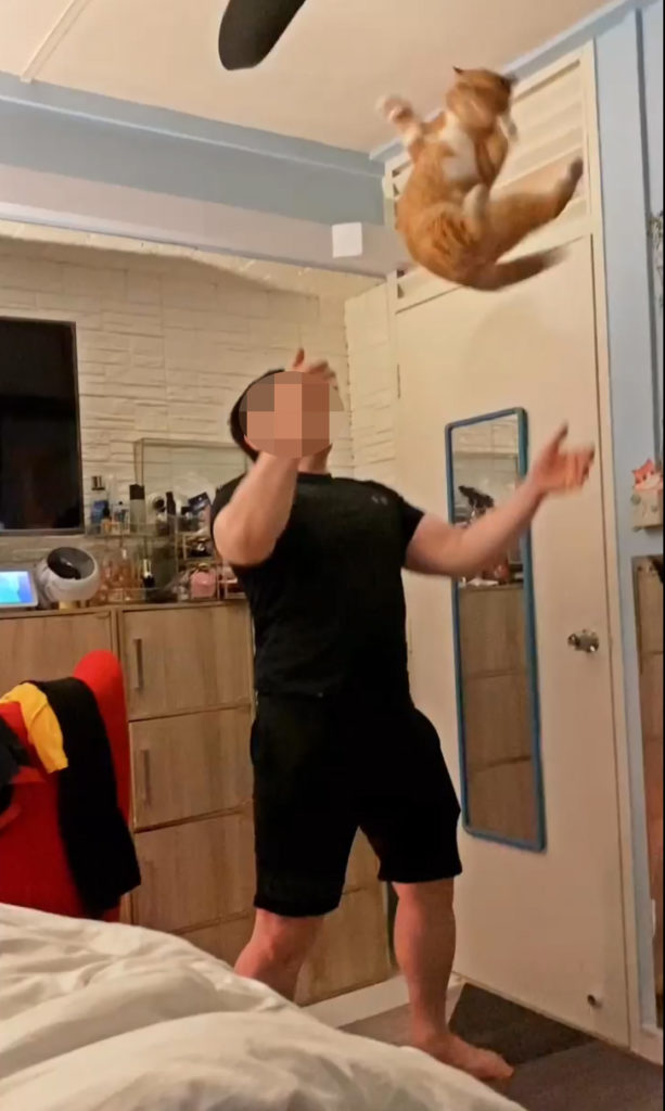 Man Throws Cat In The Air & Twirls It On The Floor, AVS Investigating