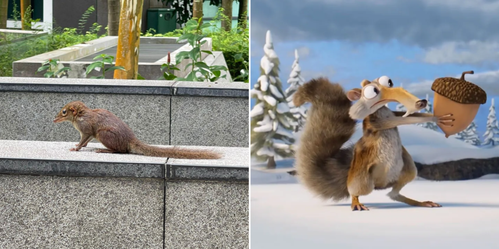 PeculiarLooking Squirrel Spotted In S'pore, Gets Compared To Scrat