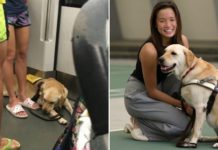 Passenger Complains About Paralympic Swimmer Bringing Guide Dog Into MRT, Owner Clarifies Misconceptions