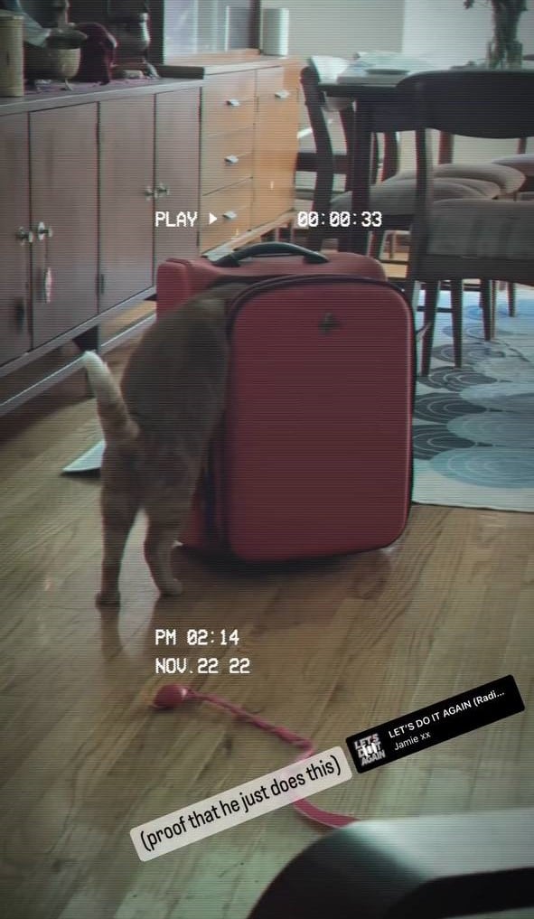 cat luggage