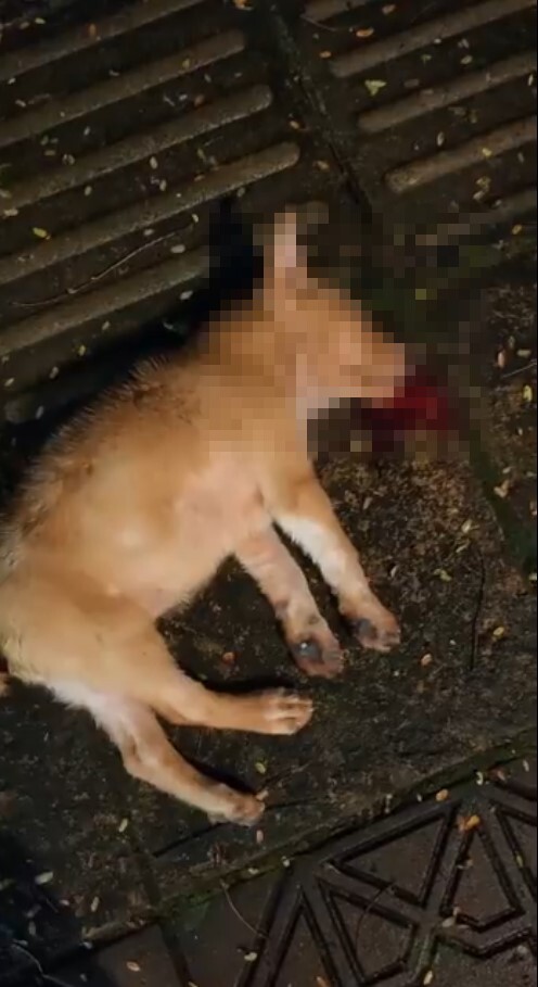 puppy Malaysia dead abused