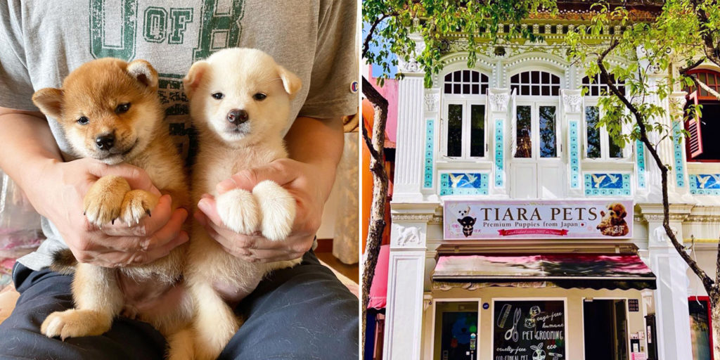 Joo Chiat Pet Store Gets Backlash For Selling Teacup Dogs Owner 
