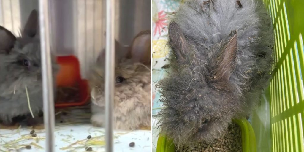 4 Abandoned Bunnies Rescued Near Bukit Batok Nature Park, Found With