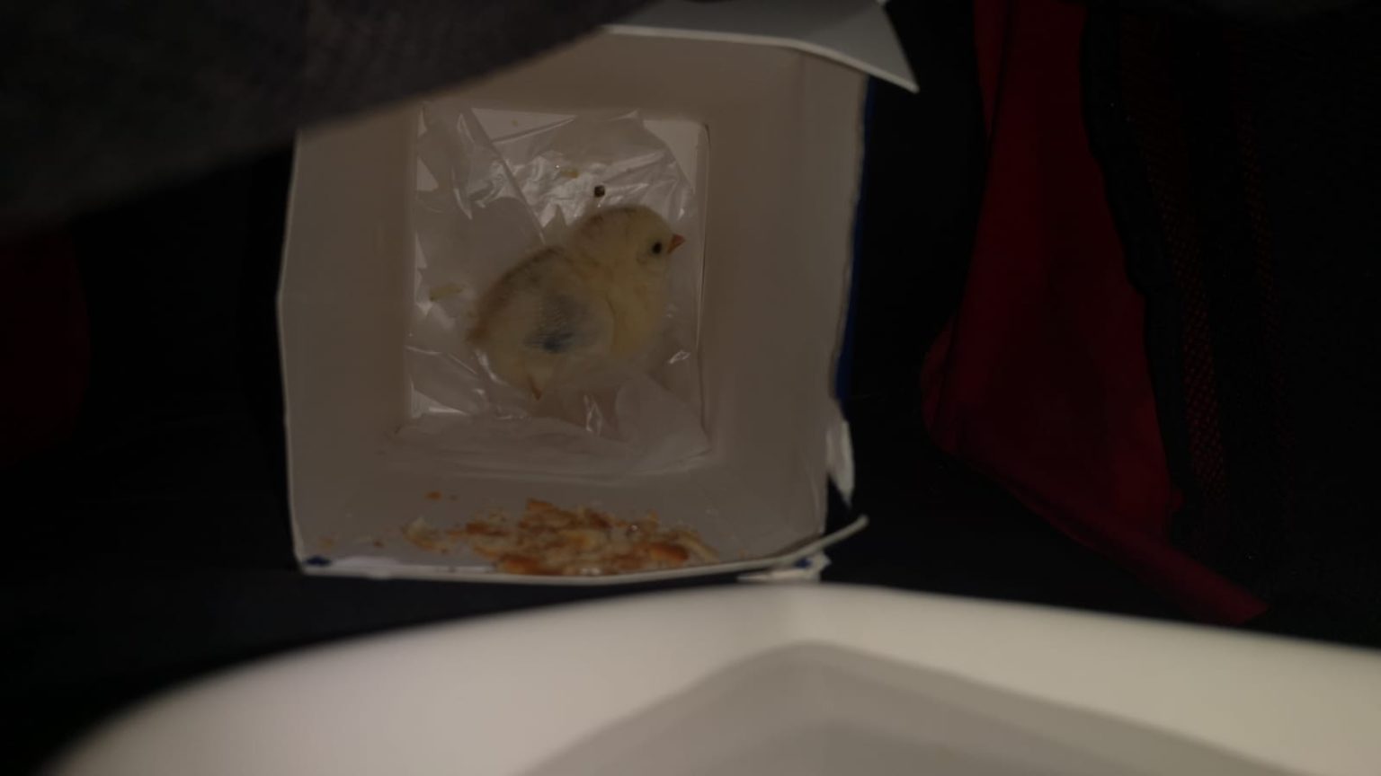 S'pore Woman Finds Abandoned Chick In Lift, Takes Baby Bird Home & Keeps It Safe