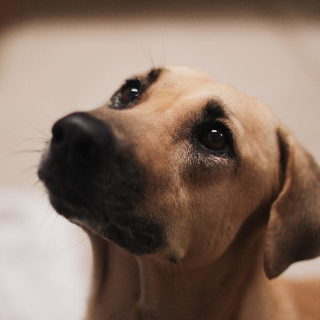 Dog Surrendered To SPCA As Family Left S pore Hopes To Find A Forever Home