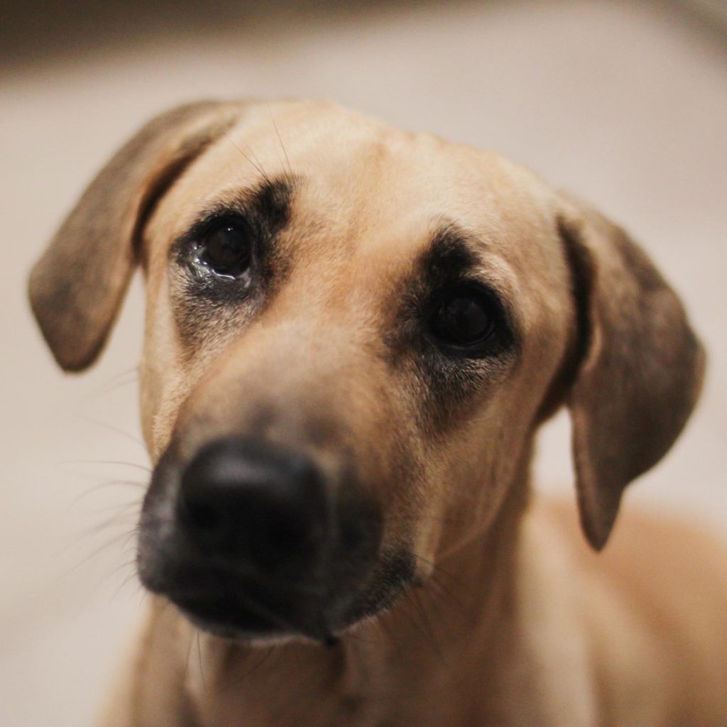 Dog Surrendered To SPCA As Family Left S’pore, Hopes To Find A Forever Home