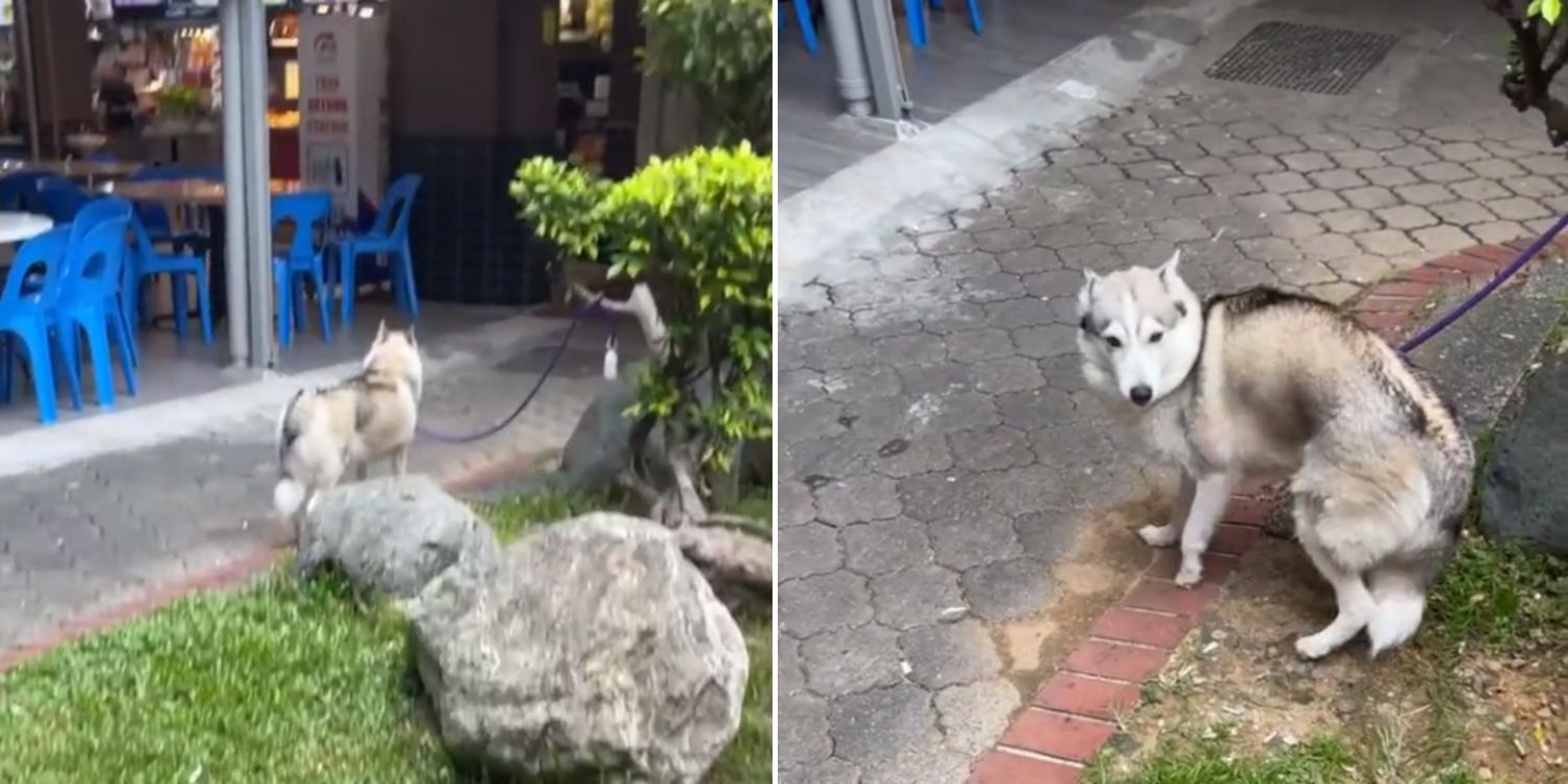 Man Accidentally Leaves Husky At Khatib Kopitiam After Buying Food, Thankfully Returns To Find Doggo There