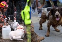 K9 Sniffer Dog Passes Out From Exhaustion During M'sia Landslide Rescue Op, Has Been Rested