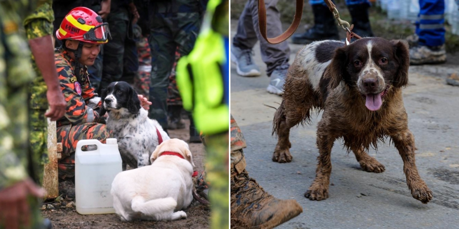 K9 Sniffer Dog Passes Out From Exhaustion During M'sia Landslide Rescue Op, Has Been Rested