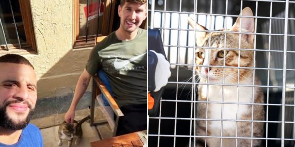 England & Man City Teammates Adopt Qatar Stray Cat, It’s Now Heading To UK With Them